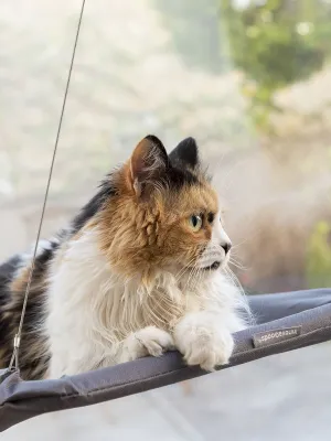 Závesná poduška pre mačky Catlax InnovaGoods